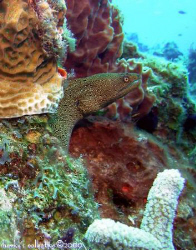 Small eel at Palancar Gardens, Cozumel, Mexico by Marc Volkman 